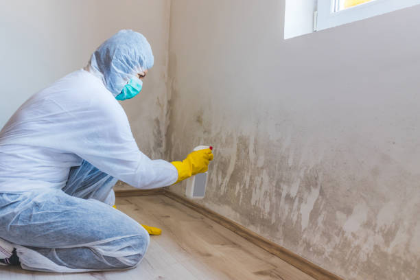 Licensed Mold Testing service in Arcadia, MI - WQB Mold Removal